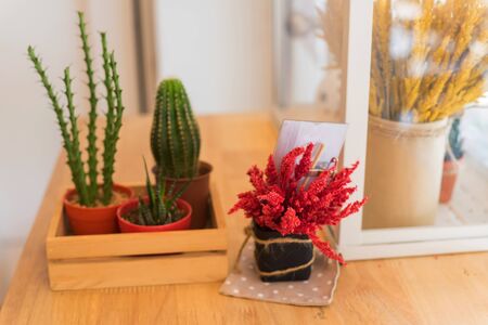 Small cactus plant decorated on the table. Healthy lifestyleの写真素材