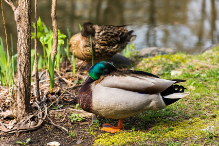 Two couple Ducks clean fur near the pondの写真素材