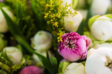 Group of Pink and white lotus for Buddhist pray for Visakha bucha dayの写真素材