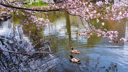 Duck couple swim on pond with cherry blossom or sakura at Former Hokkaido Government Office, Sapporoの写真素材