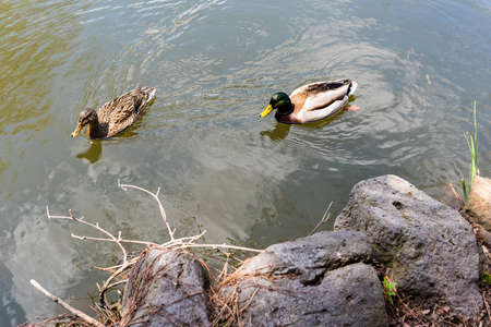 Duck couple swim on the pond in Sapporo, Hokkaidoの写真素材