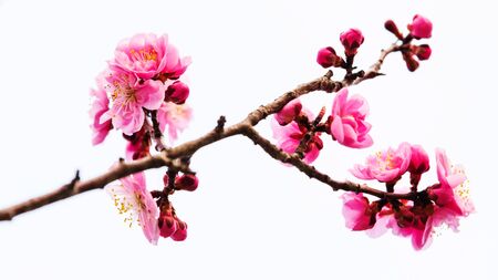 cherry blossom or Sakura, pink flower isolated on white backgroundの写真素材