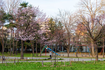 SAPPORO, JAPAN -APRIL 25, 2016: Unidentified japanese girl enjoy cherry blossom at Maruyama Park. Here is very famous to enjoy Hanami around Hokkaido shrine in park.のeditorial素材