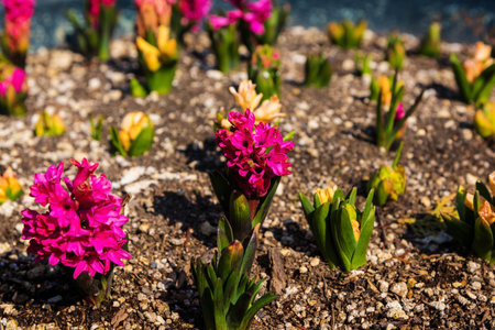 Spring Bloom Pink Hyacinth Flower on dirt in the gardenの写真素材