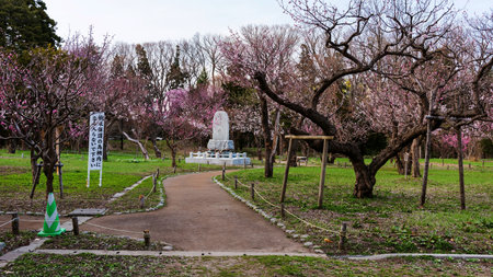 SAPPORO, JAPAN -APRIL 25, 2016: Cherry blossom around religious statue at Maruyama Park. Here is very famous to enjoy Hanami around Hokkaido shrine in park.のeditorial素材