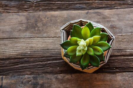 Succulent or cactus on wooden table by top view with copy spaceの写真素材
