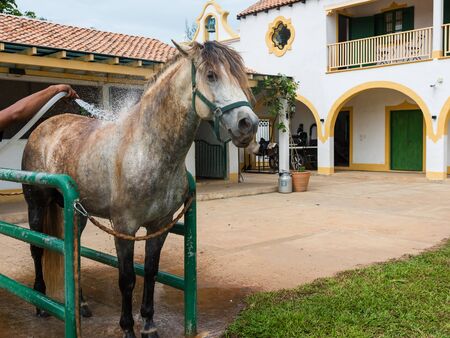 Dirty white horse enjoying spray water shower at outdoorの写真素材