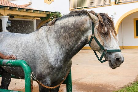 horse enjoying spray water and soap shower at outdoorの写真素材