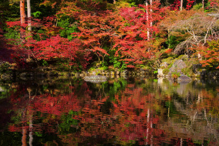 Autumn foliage color with reflection on the pond at Daigoji temple, Kyoto, Japan