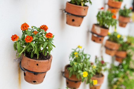colorful flowers on hanging pots at the wall. selective focus at front orange flowersの写真素材