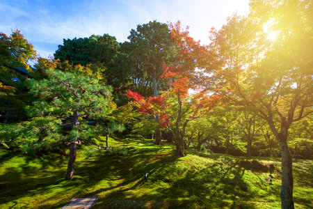 Fall foliage colors against sunlight at Tofuku-ji temple, Kyoto, Japan