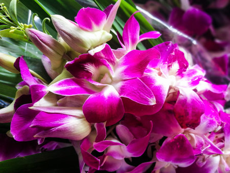 Closeup photo of Purple orchid, Selective focus at the front flowerの写真素材