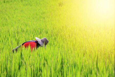 Thai farmer reaping harvest rice farm in Chiang Mai, Thailandの写真素材