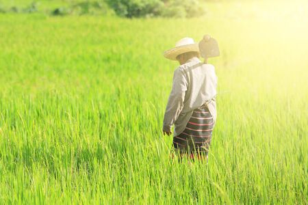 Old farmer holding spade at rice field in Chiang Mai, Thailandの写真素材