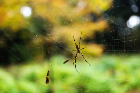 Spider on web with autumn color bokeh backgroundの写真素材