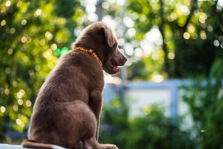 cute puppy sit and relax against sunset bokeh backgroundの写真素材