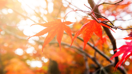 Red Maple foliage against sunlight at Eikando Zenrin-ji Temple in Kyoto, Japan. Selective focus at right leafの写真素材