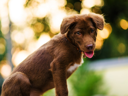 Brown Labrador puppy dog look at camera with bokeh sunset lightの写真素材