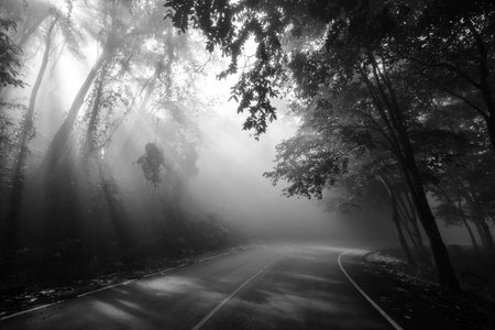 Sun rays through trees around curve road or street, Black and white process