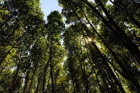 Mangrove trees against sun light by any eye view