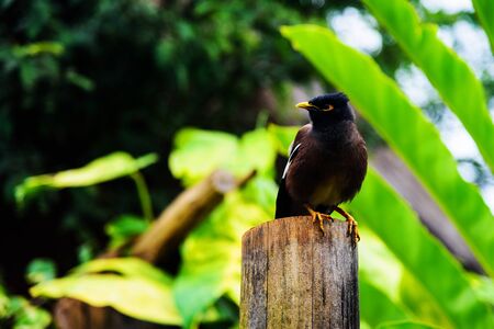 Hill Myna (Gracula religiosa) bird in tropical gardenの写真素材