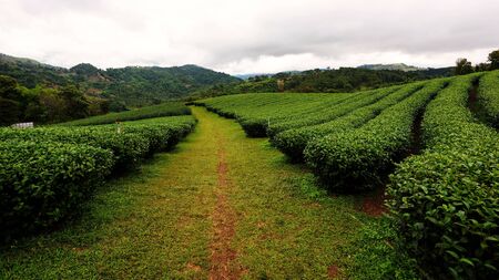 Tea farm at Doi Mae Salong, Chiang Rai, Thailandの写真素材