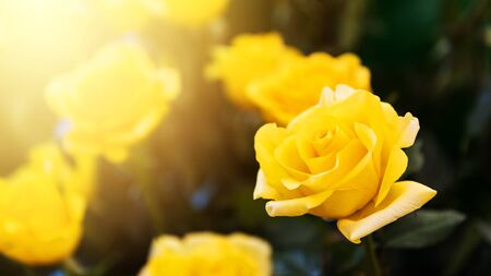 Yellow rose flowers against sunlight decorated for valentine eventの写真素材