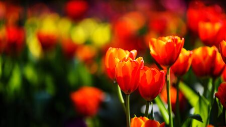 beautiful orange tulips with colorful bokeh background in gardenの写真素材