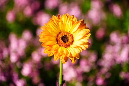 a sunflower with purple bokeh abstract backgroundの写真素材