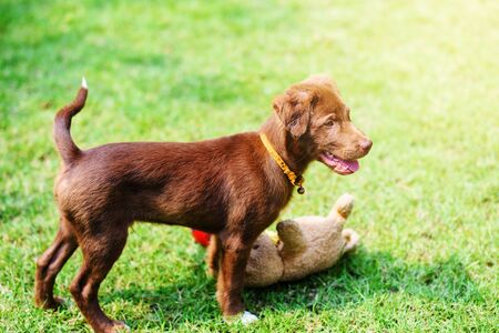 Young nova scotia duck tolling retriever dog playing doll on the green yardの写真素材