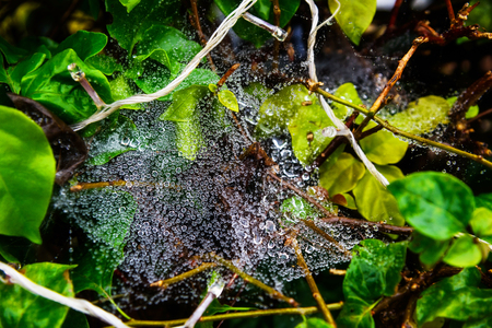 frost bubble  of water drops in winter foliage in Chiang Rai, Thailandの写真素材