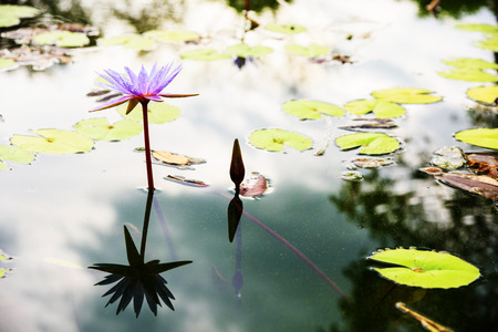Beautiful Purple Lotus, water plant with reflection in a pondの写真素材