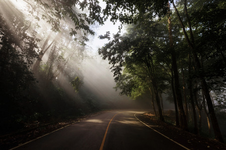 Rays of sunlight against Forest curve roadの写真素材