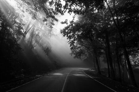 Rays of sunlight against Forest curve road, black and white processの写真素材