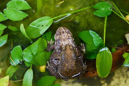 toad mating sex in the lotus pond by top viewの写真素材