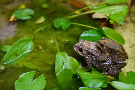 Common toad mating sex in the lotus pondの写真素材