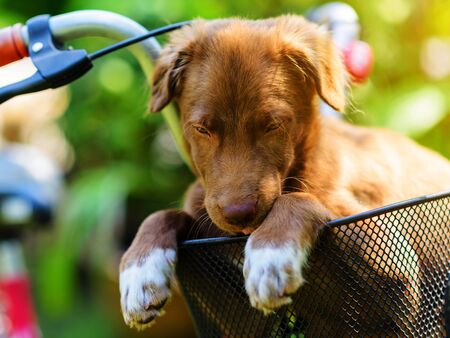 Brown puppy in bicycle basket with sunset lightの写真素材