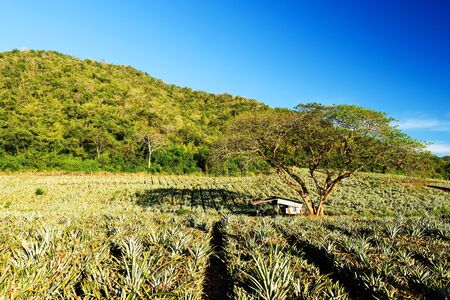 cabin under big tree at pineapple farm against blue sky in Hua Hin, Thailand. Agriculture industryの写真素材