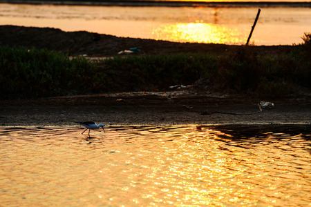 Bird looking for fish in the water with sunrise light in the morningの写真素材