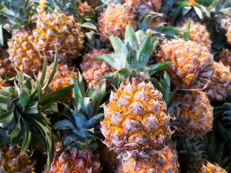stack of Fresh small pineapples sale in Thai market, Bangkokの写真素材