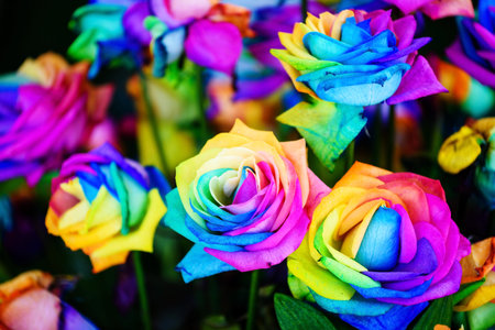 colorful rainbow roses made by water soluble colors.の写真素材