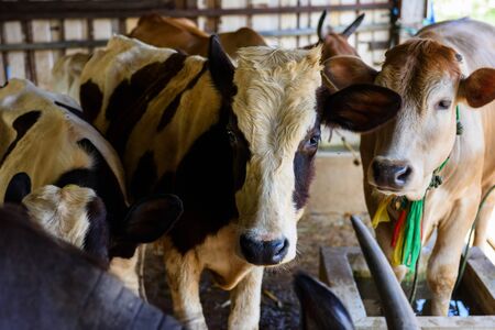 Many cows in a cattle fair. Food or agriculture Industryの写真素材