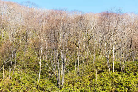 Many trees without leaf against blue sky, Nature abstract backgroundの写真素材