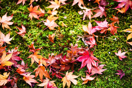 Fallen Maple Leaves   Kyoto, Japan