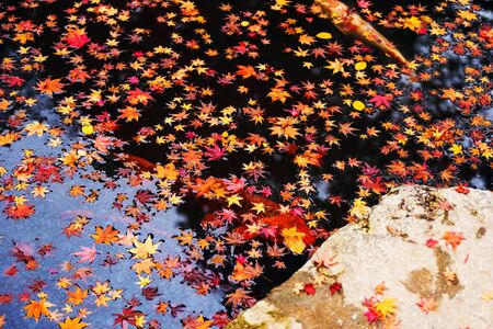 Red big koi fish with autumn red maple leaf floating on pondの写真素材