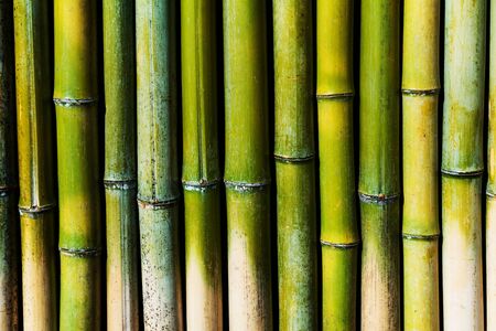 Green Bamboo wall for textured nature abstract backgroundの写真素材