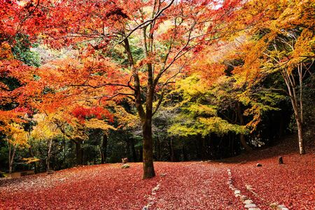 Autumn trees with red leaf carpet in Arashiyama, Kyoto, Japanの写真素材