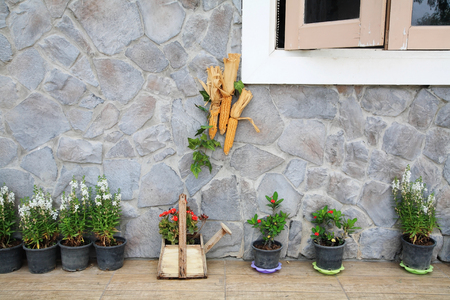 fancy plants with flowers, trees, corns decorated around house wallの写真素材