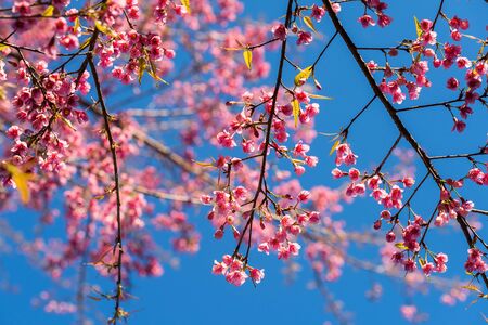 Beautiful pink Thai Sakura flower blossom against blue sky, Chiang Rai, Thailandの写真素材