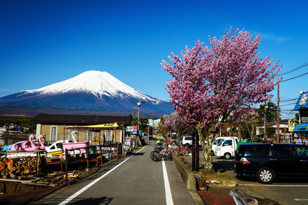 YAMANASHI, JAPAN - MAY 02, 2017: Yamanaka lake shore with pink sakura or cherry blossom and Mt. Fuji against blue sky. Here is 1 of 5 Mt. Fuji lakes.のeditorial素材